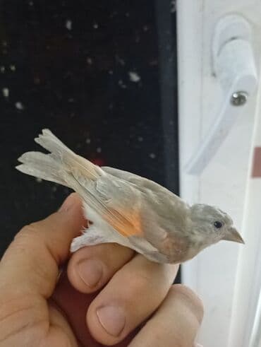 Ptice: Vrsta: venecuelske cajzle Opis: - Ukrasni ptice intenzivnog — 4