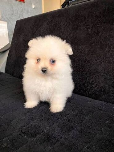 labrador beograd: Štenci pomeranskog špica Pomeranski špic. Na prodaju dva šteneta ( — 2