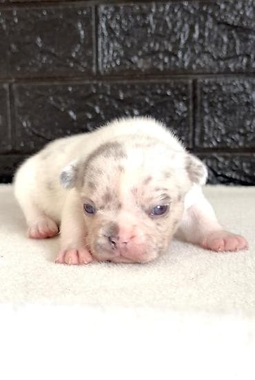 Pets & Animals: Dostupni stenci francuskog buldoga za rezervaciju! Naši štenci — 5