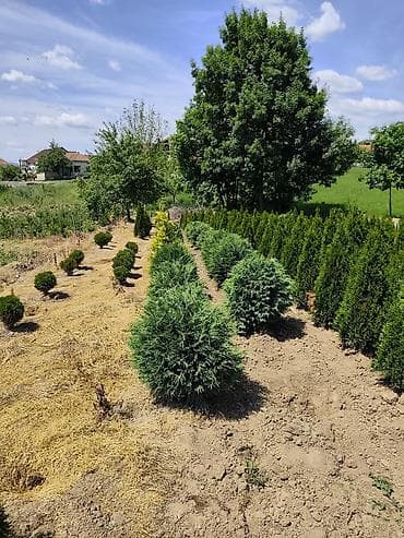 sadnice hrasta cena: Lovor višnja – sadnice u saksiji - Zimzelene sadnice Prunus — 8