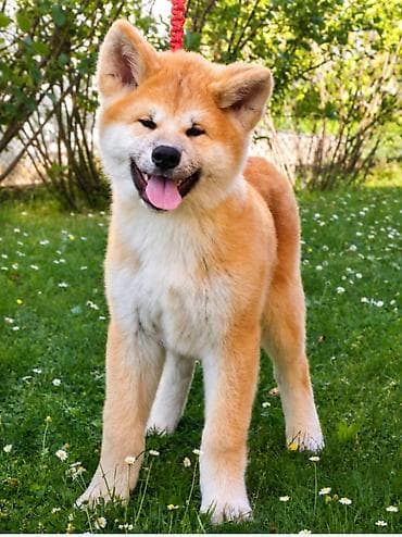 maltezer cena srbija: AKITA INU – VRHUNSKO FCI LEGLO | KUMA KAI KENNELS Odgajivačnica Kuma — 9