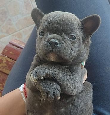štenci pudle: Francuski buldog štenci egzoticnih boja veseli umiljati strucno — 3