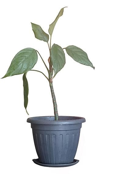 Sobna biljka – Aglaonema (kineski zimzelen) u saksiji prečnika 17cm -