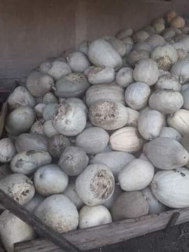 kalatea triostar cena: Bundeva Beli Dulek – Stara sorta Cena:500din/10 semenki Bundeva Beli — 2