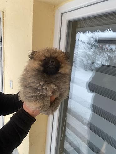 Psi: Na prodaju pomeranski spic stenci stari 3 meseca, vakcinisani i — 4