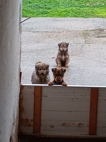 psi za dvoriste prodaja: Štenci mešanca – šarmantni mali medvedići - Leglo preslatkih štenaca — 7