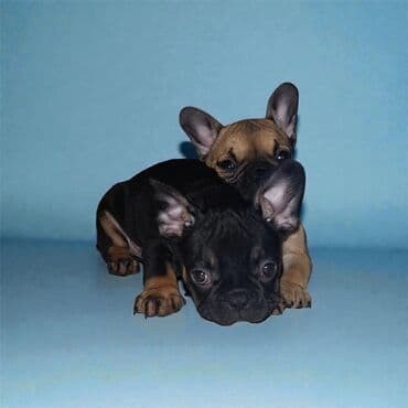 Pets & Animals: Francuski buldog štenci iz vrhunskog legla – spremni za novi dom - — 7