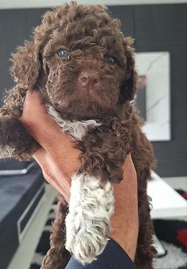 pudle toy cena: Lagotto Romagnolo – rezervacija stenaca Dostupno novo leglo pasa rase — 9