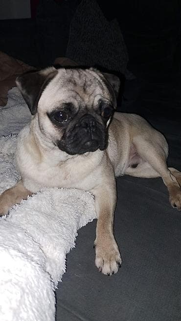 psi za udomljavanje beograd: Mops – prelepi pas malog rasta ~Mops iz Paraćina – povoljno, razigran — 2