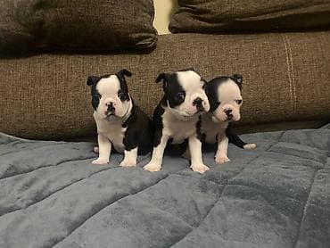 stenci mopsa: Boston terijer zenska stenad dostupna za rezervaciju u nove domove gde — 6