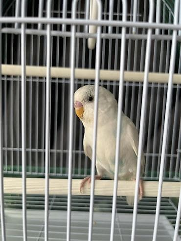 povodac za ptice: Na prodaju Agaponis Tigrica (Albino) Starost: 3 meseca Osobine — 3