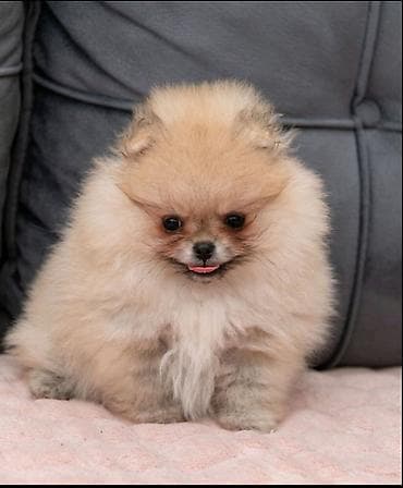 labrador stenci prodaja: U ponudi dva steneta Pomeranca starosti 2 meseca. Muzjak i zenka — 7