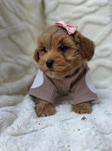 staford mali: Maltipoo bebe Registrovana odgajivacnica Hopy queen pudle predstavlja — 2