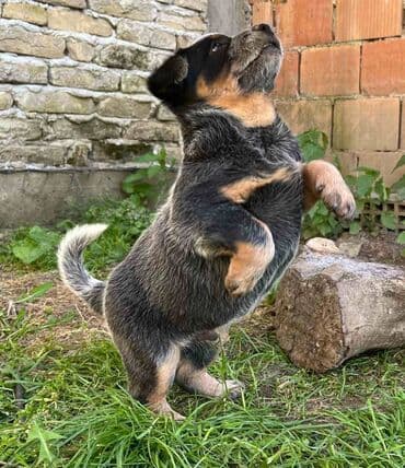 na prodaju mastiff: Na prodaju štenci (MUŽJAK I ŽENKA) Australijskog Govedara, jedne od — 4