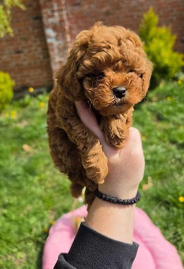 Glodari: Toy pudle nove bebice Sa velikim zadovoljstvom predstavljamo nove — 3