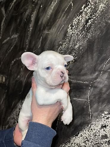 slatki psi: Francuski bulldog štene, jedinstven merle šare. Kompaktno, snažno — 4