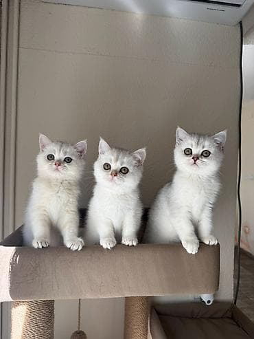 petao: Odgajivačnica Britluxe ima tri dostupne devojčice rase britanska — 2
