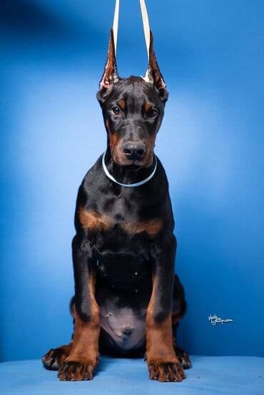 štenci nemačkog ovčara: GROM Doberman Kennel predstavlja stenad iz linijskog parenja Pride of — 10
