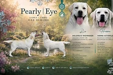pelene za pse pepco: Labrador retriver štenci, prelepi Predstavljamo vam novu generaciju — 1
