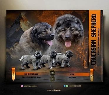 psi na poklon zrenjanin: Kavkaski ovčar štenci Na prodaju štenci kavkaskog ovčara vrhunskog — 7