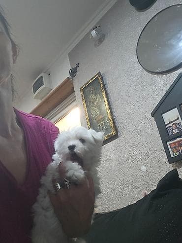 Pet Equipment & Accessories: Na prodaju premeden maltezer stene, starosti 2 meseca. Jako razigran — 5