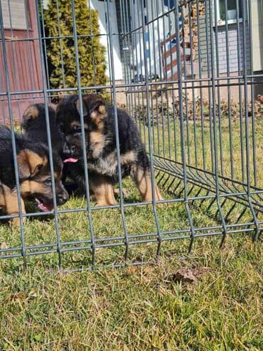 Životinje: Odgajivacnica Nemackih Ovcara Winner Line iz Kraljeva predstavlja — 10
