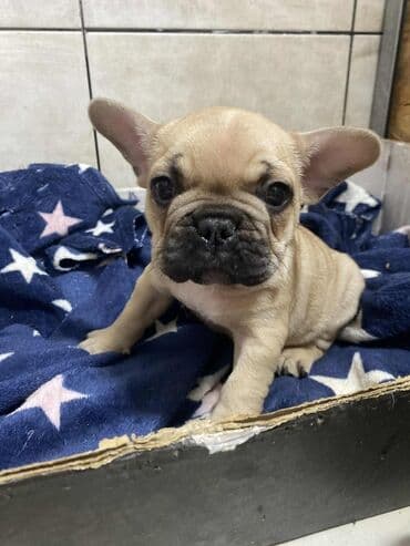 Oprema za kućne ljubimce: Francuski buldog – štene fawn (bež) boje sa crnom maskom. Kratka — 2