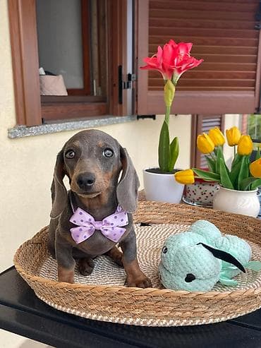 samojed oglasi: Odgajivacnica pasa ima u ponudi patuljaste stence jazavicar egzoticne — 7