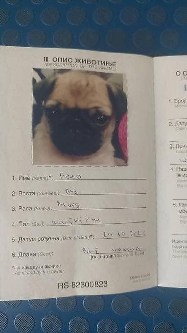 Dostupan muzjak predobar nalazimo se u Kovinu
0641213593 na lalafo.rs Dostupan muzjak predobar nalazimo se u Kovinu
0641213593