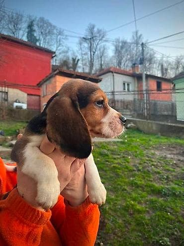 cane corso srbija: Bigl štenci Prodajem prelepe rasne štence rase Bigl, oštenjene — 2