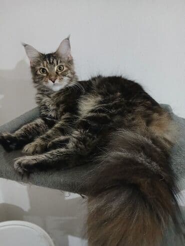 jeftina hrana za pse: Maine Coon mačka – prelepa tigrasta (brown tabby) ženka sa izrazitim — 5