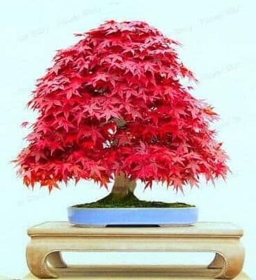 mini motorne testere: Sakura Bonsai mini japanska trešnja seme
Cena: 650din/5 semenki — 11