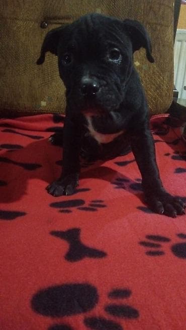 mali psi na prodaju: Pit Bull štenci oštenjeni : 18.12.2025 2 ženka. Očišćeni od parazite — 2