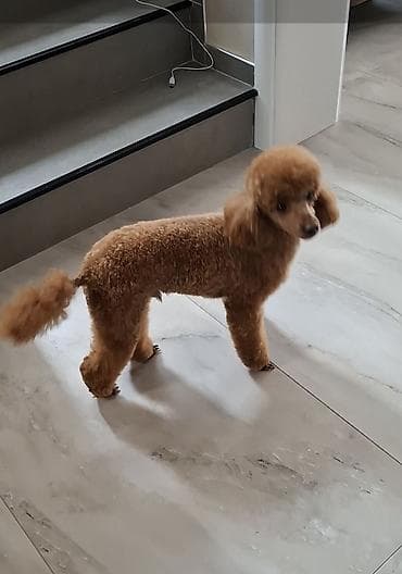 psi na poklon krusevac: Mužjak star 22 meseca mini crvena pudlica ; FCI.pedigre ; genetski — 3