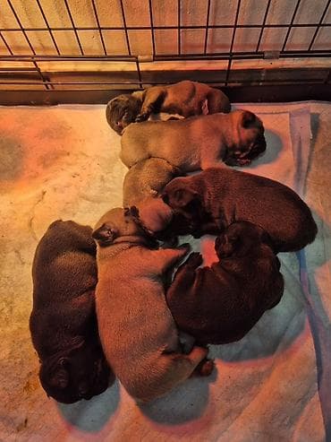 ogradice za pse: Štenci na prodaju – leglo brahiocefaličnih pasa malog rasta - Leglo — 1