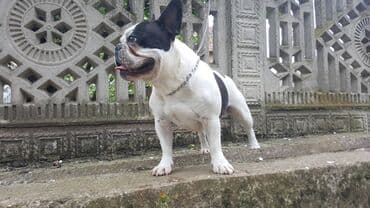 fen za pse: Mužjak francuskog buldoga dostupan za parenje. Dokazan u priplodu. Ima — 5