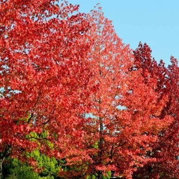 Sušilice: Javor – Liquidambar styraciflua (slatki gumijevac) – sadnice - — 1