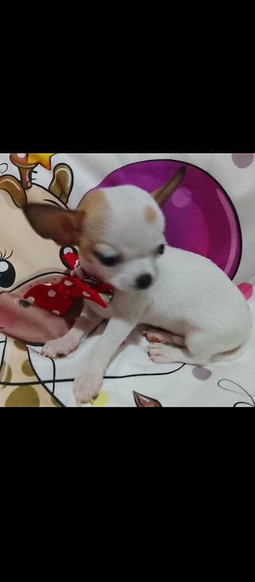 mini pomeranac prodaja: MINI ČIVAVE. Mini čivave oba pola kristalno bele, zlatne i — 8