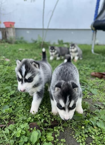 Sibirsky haski štenci - Leglo prelepih štenaca sibirskog haskija
