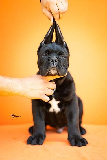 veliki crni psi: Sa zadovoljstvom predstavljamo novo leglo Cane Corso štenaca iz — 3