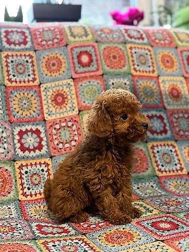 Ptice: Nasa odgajivacnica se nalazi u Indjiji i bavimo se uzgojom pasa 15 — 8