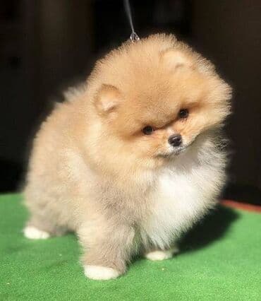 štenci nemačkog ovčara: Pomeranac / Pomeranian / Boo štenci Ako ste odgovorna osoba i imate — 2