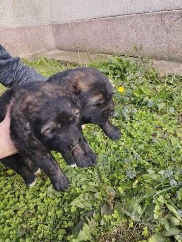 Životinje: Rezervacija stenaca kakvkaskih ovcara ekstra krvne linije stari 25 — 3