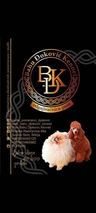 pomeranci na poklon: Odgaivacnica ekskluzivnih pomeranaca i pudli registrovana u FCI savezu — 9