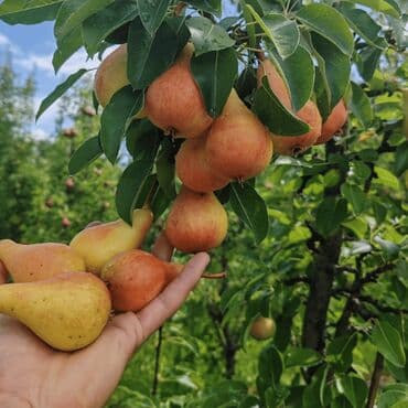 meda krevetac 3 u 1: Sadnice kruške – više sorti na upit Sadnice kruške kifer ili — 4