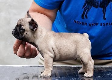 francuski buldog blue: French Buldog kennel Srcky's Fci 3759 oglasava vrhunsko leglo 3 zenke — 3