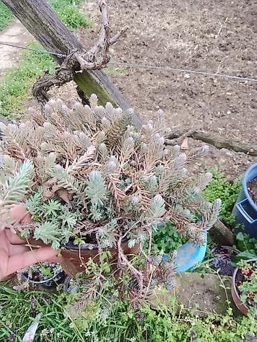 fotelje za terasu: Sukulenti u saksijama – više vrsta - Sedum (različite sorte) — 2