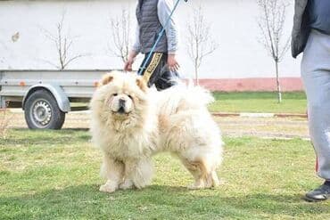Psi: Cau cau Chow chow stenad najlepsi pokon za novogodisnje praznike otac — 9