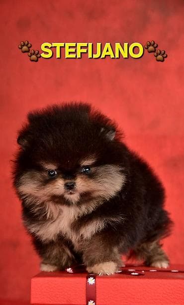 Sweatpants: Pomeranac Boo. NOVO! Ekskluzivni dugo ocekivani stenci pomeranca u — 6