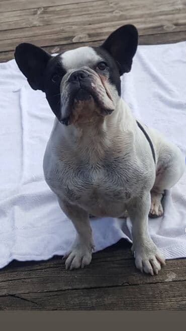 fen za pse: Mužjak francuskog buldoga dostupan za parenje. Dokazan u priplodu. Ima — 2